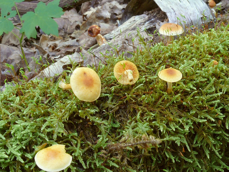 P1130958 GymnopilusPenetrans cc crp